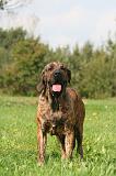 FILA BRASILEIRO 199